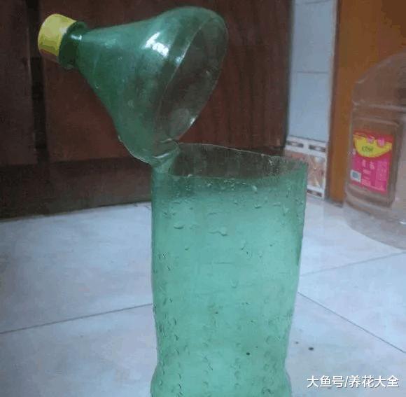 栀子花, 三角梅剪个枝扔水里, 一个塑料瓶都装不下!