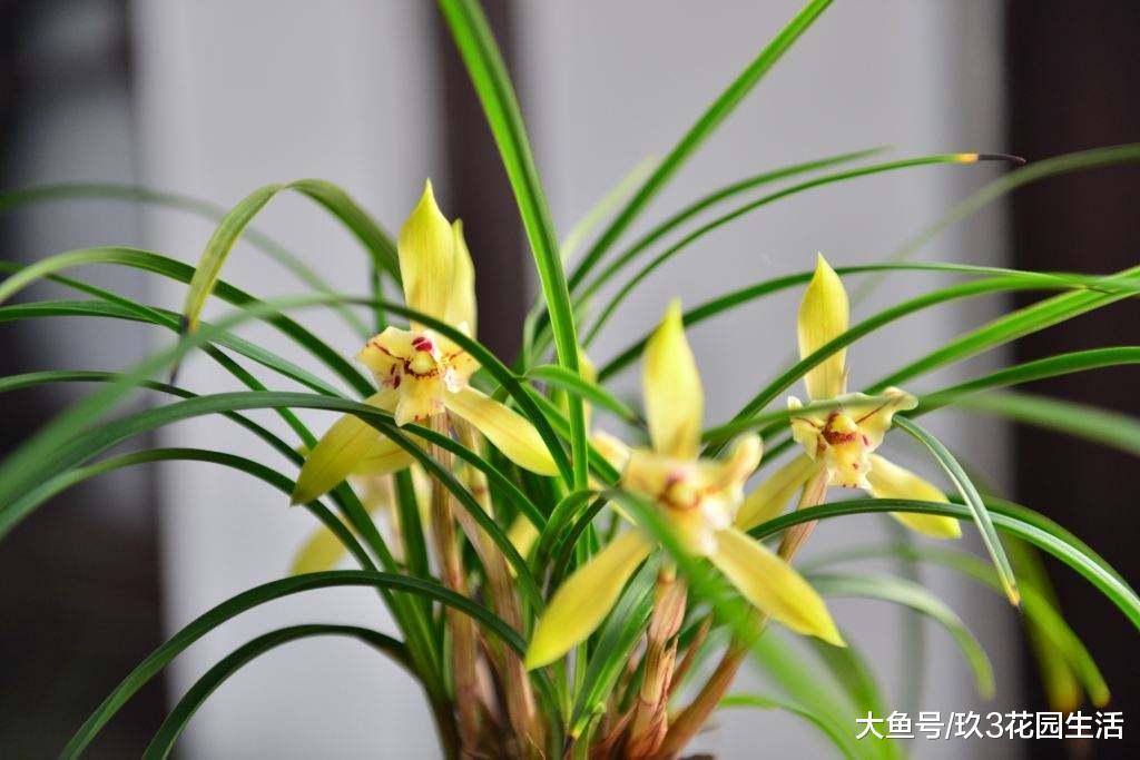 兰花白绢病的预防及其治理