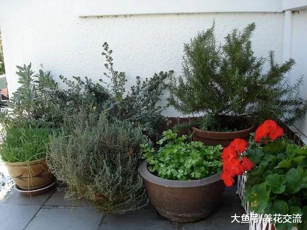 在花盆里种植香草长成一两米高, 用这七个方法就可以做到