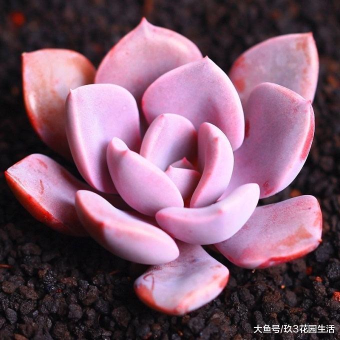 家居养花之多肉植物——黛比