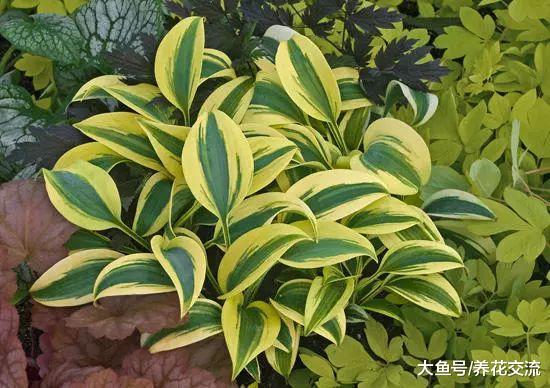 适合常年养在树荫下、背阴阳台的五彩植物, 比开花植物还好看
