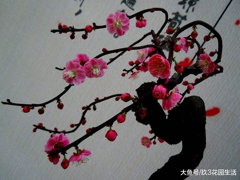 家庭养花中梅花盆景常见的造型