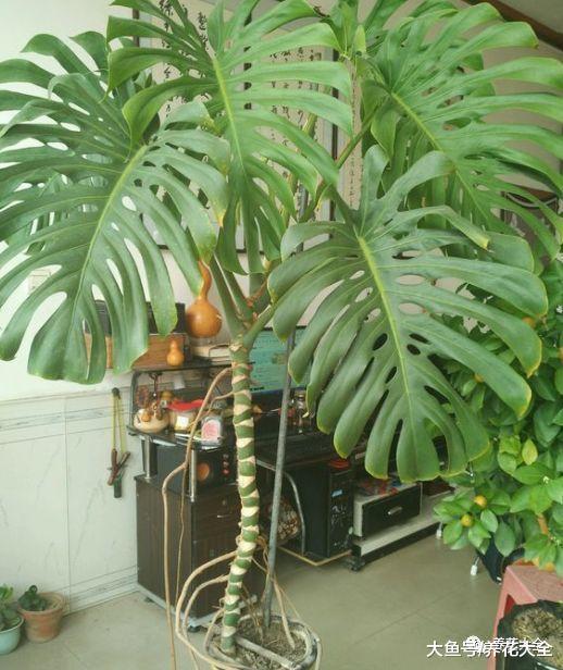 这5种花就喜欢水, 越浇越爆盆, 一缺水就蔫巴巴!