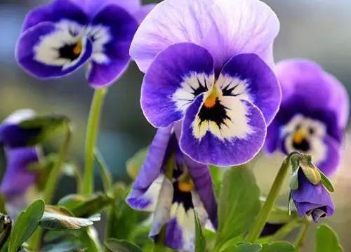 这些植物不仅是赏心悦目, 还能作为自然的天气预报, 涨姿势了!