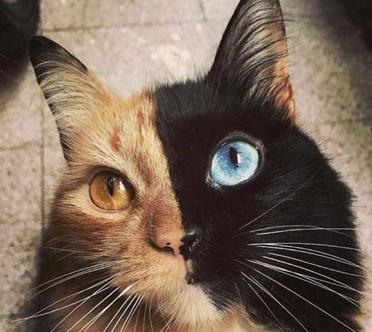 双面猫走红网络, 其真身是“折翼天使”