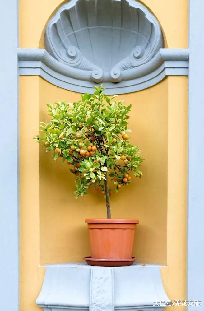 过年适合摆在家里的4种盆栽绿植和果树, 你家里摆了几种?