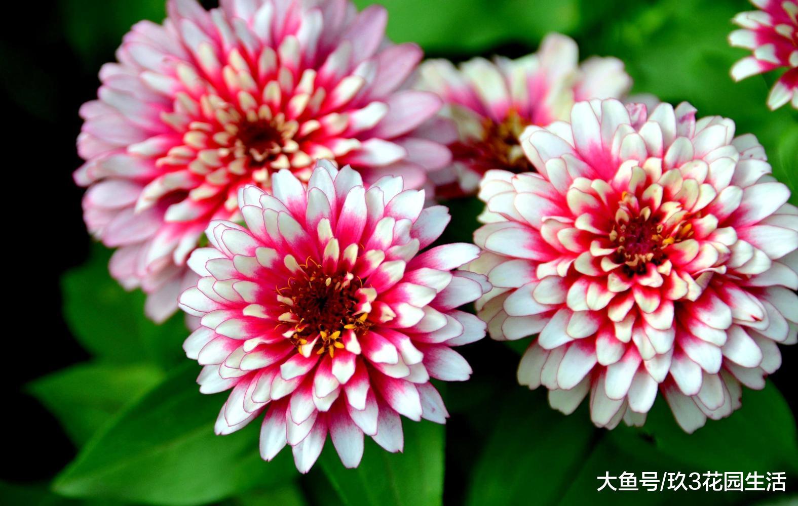 家居养花之不得不爱的草花——百日草