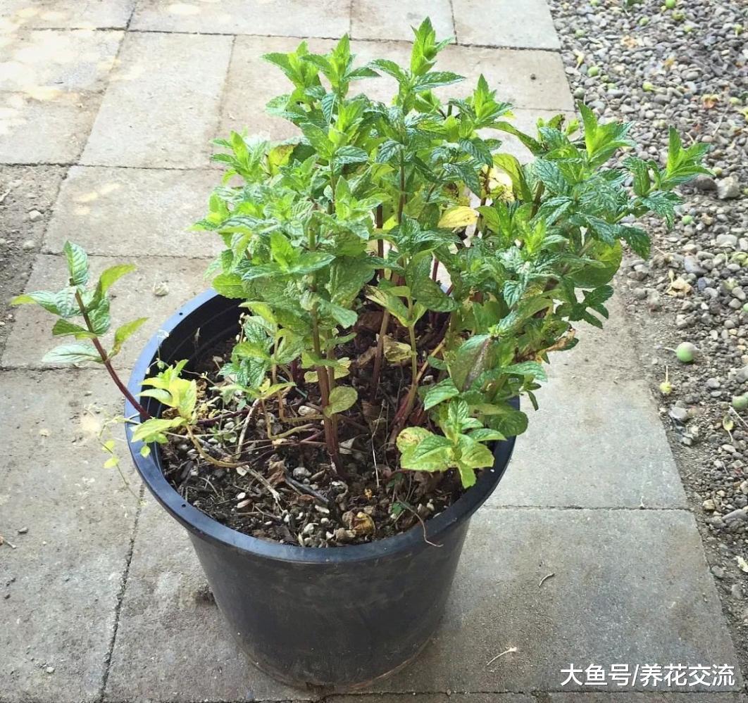 薄荷对人体的10大益处, 厨房、阳台都想要种上一盆