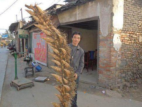 城市有钱都吃不到正宗, 农民挖一天顶白领一个月的工资