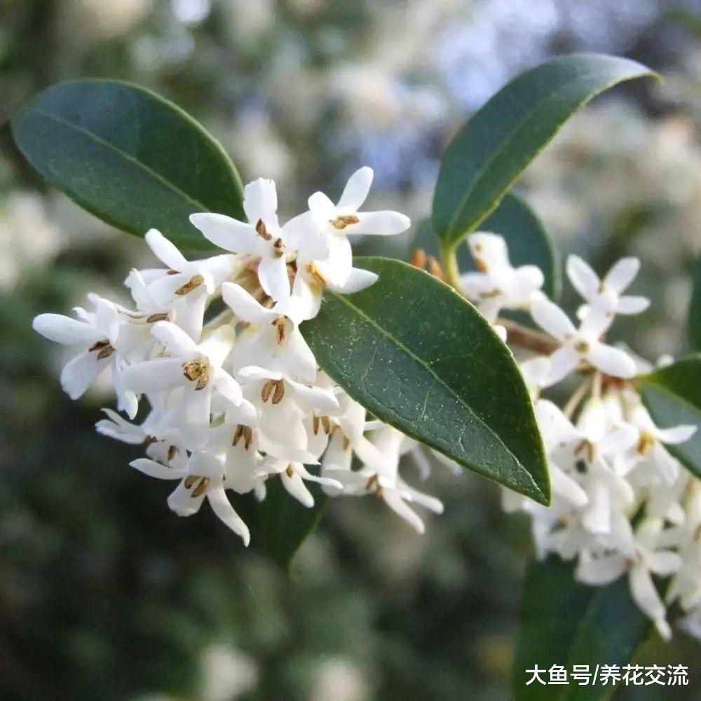 室内养护的盆栽桂花秋冬年年开花的4个秘诀, 北方花友也适用