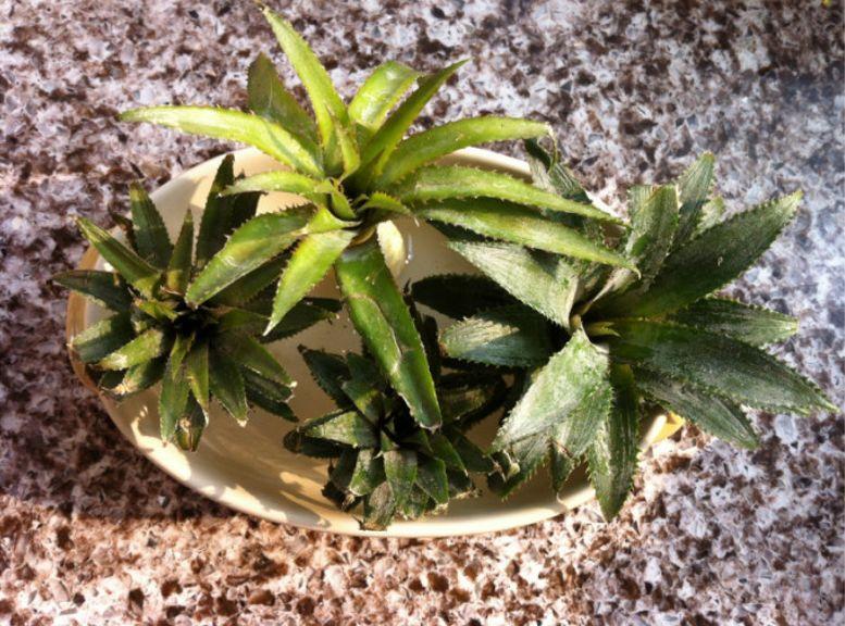 吃完的菠萝头不要扔了, 插在水里就能生根, 盆栽还能结果