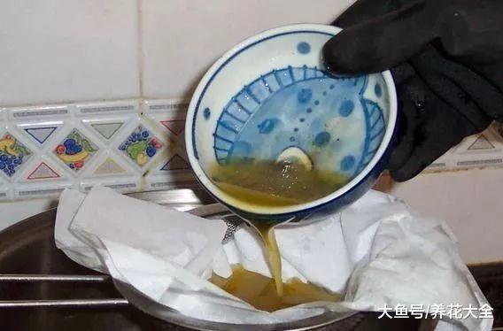这4种花, 只有老烟鬼、老酒鬼, 才能养爆盆