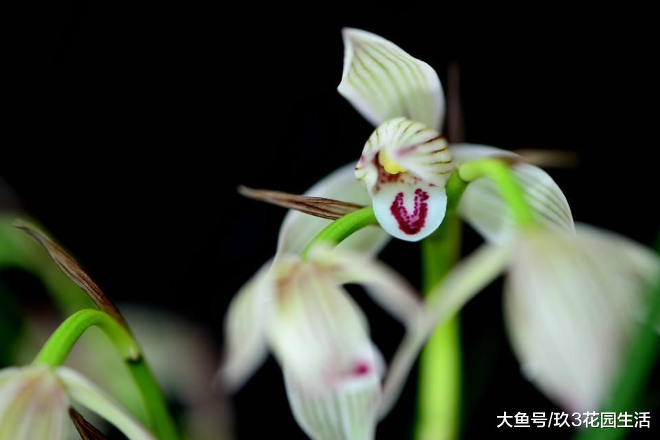 光照太强对兰花会有影响吗?