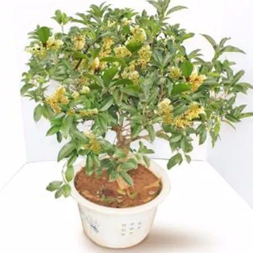 新年里, 这些带有美好蕴意的植物, 不带上一盆就亏大了!