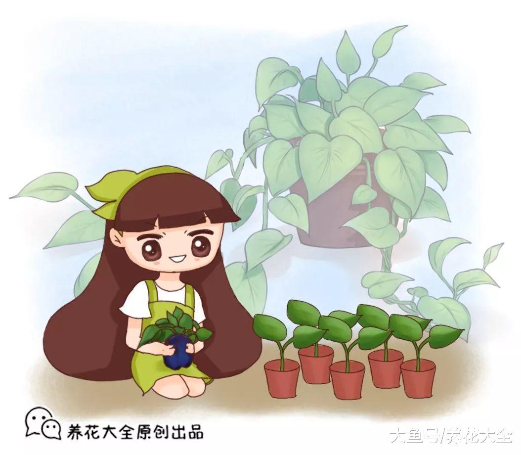 准备条毛巾, 大冬天照样扦插, 几天就长出大白根!