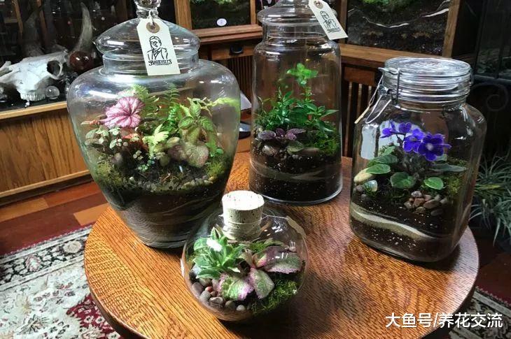 家里用剩下的玻璃瓶养成微型组合植物景观, 花市上卖上百块