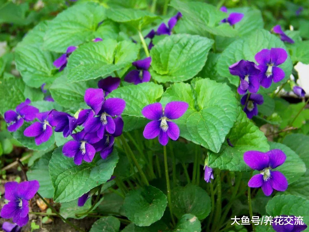 可以用花盆种来食用的11种花卉, 家里有小孩种这些植物最佳