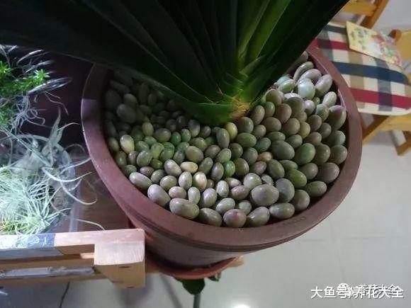 养花大神用多肉铺盆面, 盆面装的比花都好看
