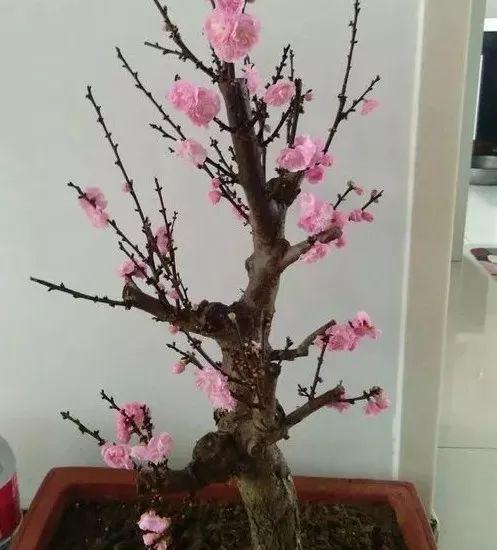 10大传统名花, 品质高洁, 芳香浓郁, 花语也都这么有韵味!
