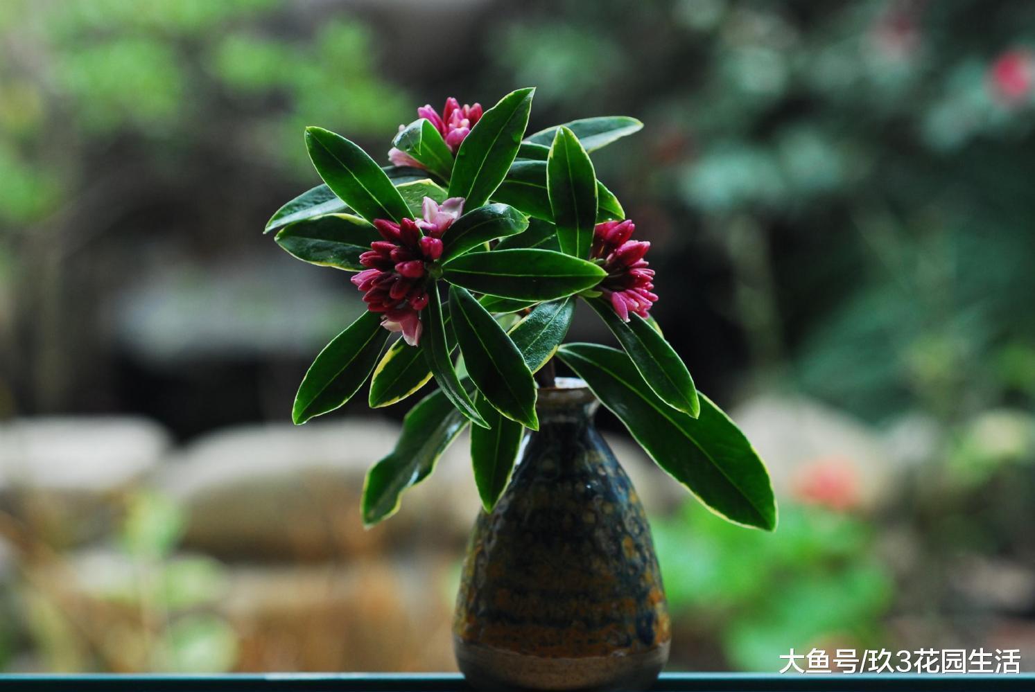 家居养花之金边瑞香的栽培与养护