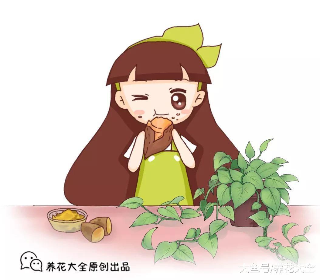 地瓜、骨头, 只要一丢丢, 绿萝吃完就疯长