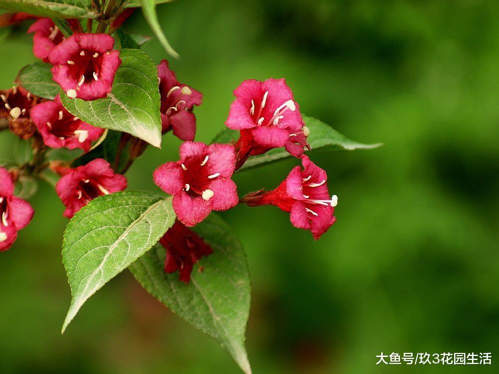 家居养花之五色海棠——锦带花