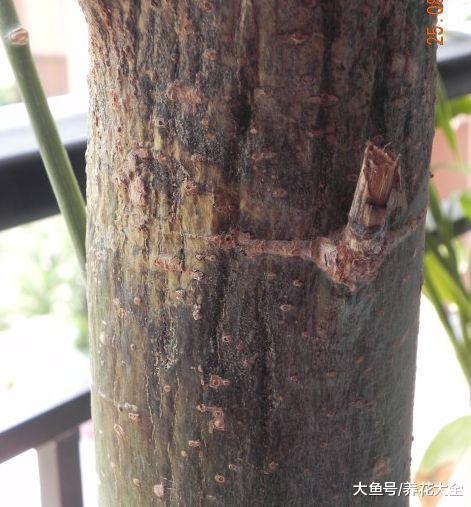 发财树黄叶快死了, 拦腰一刀切, 滴上两滴蜡, 新芽呼呼冒