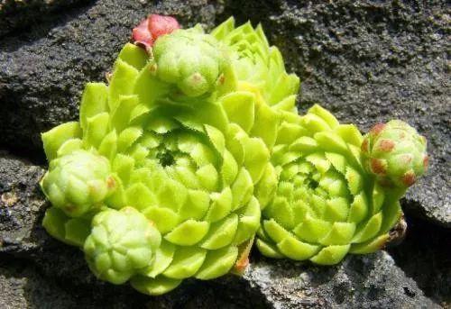 普通人这么养殖多肉, 很快就会变成大神啦~