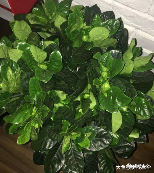 文竹水里加勺糖, 根长得跟笤帚似得!