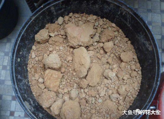 1把沙子撒盆里, 不黄叶不烂根, 根系呼呼冒, 小虫子都绕道走!