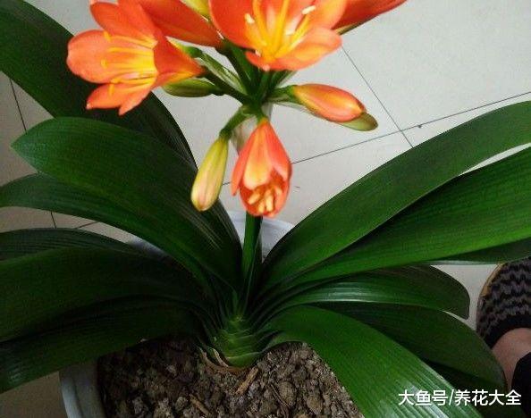 这4种花, 只有老烟鬼、老酒鬼, 才能养爆盆