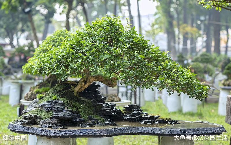 树石盆景中主要的三个形式