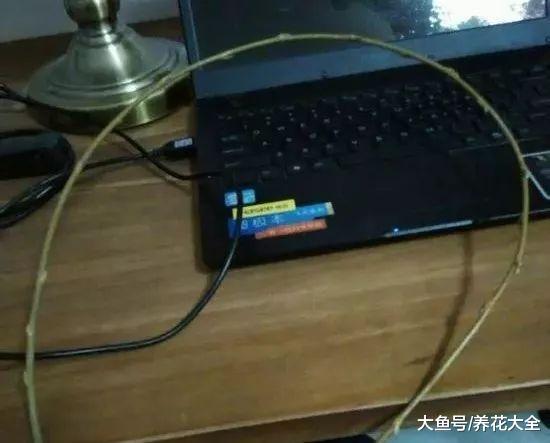 给花喝口神仙水, 3天生出大白根, 1个月挤爆盆!