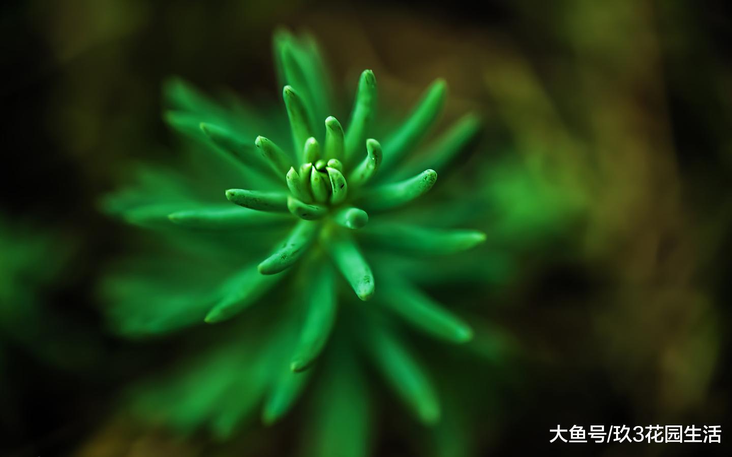 植物从最初到现在经历了什么生长变化?