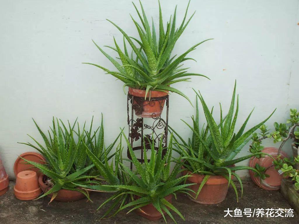 养芦荟掌握5个技巧, 开花不黄叶不是难事