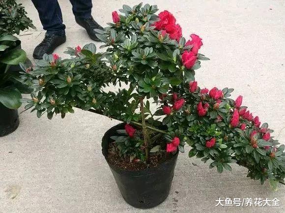 浇水时这么干, 轻松让花长得更茂盛
