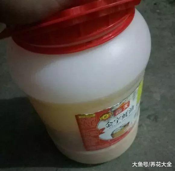 绿萝总黄叶, 自制“大酱”来伺候, 藤蔓疯长!