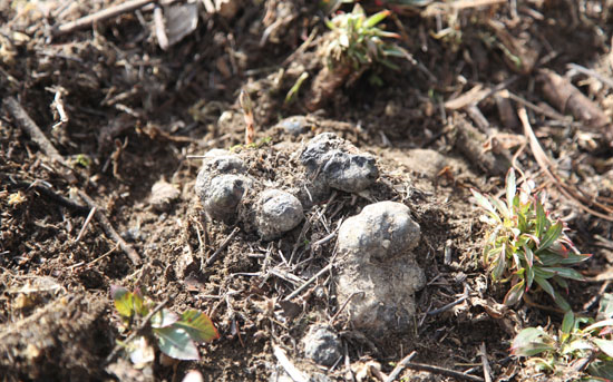 农民结伴去找“猪屎”, 80元一斤城里人抢购! 难道有人这么重口味?