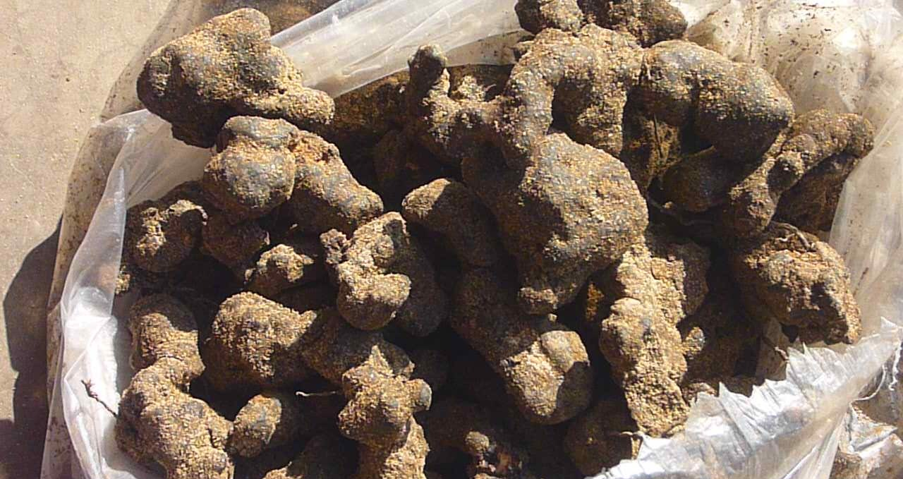 农民结伴去找“猪屎”, 80元一斤城里人抢购! 难道有人这么重口味?