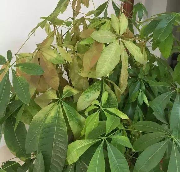 黄叶不能乱浇水, 不对症下药, 浇一盆死一盆!