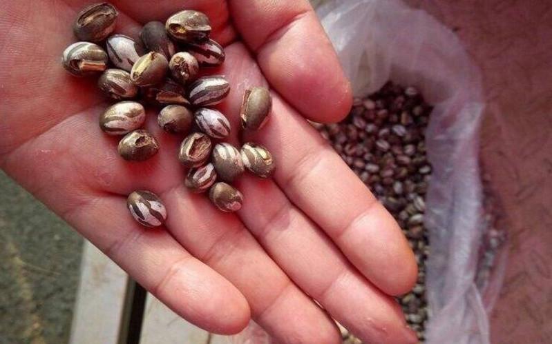 农村人人讨厌的害虫, 城里人口中的美食! 这样的食材, 你见过吗?