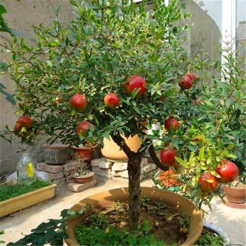 7种用花盆养的水果种到阳台之后, 全年都不用花钱买果子