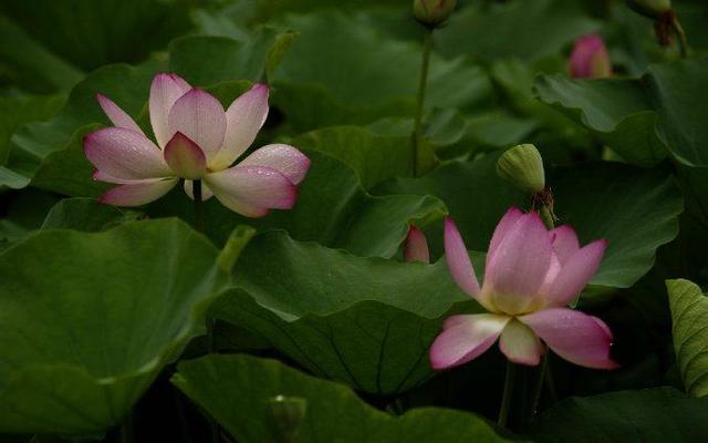 最精辟的人生感悟哲理短句, 一生受益(必看)