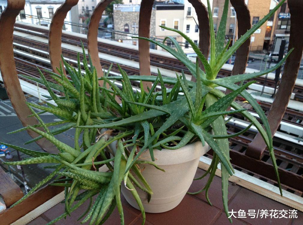 可以让你不再失眠的9种植物, 提高睡眠就养这些花
