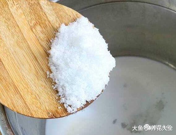 文竹水里加勺糖, 根长得跟笤帚似得!