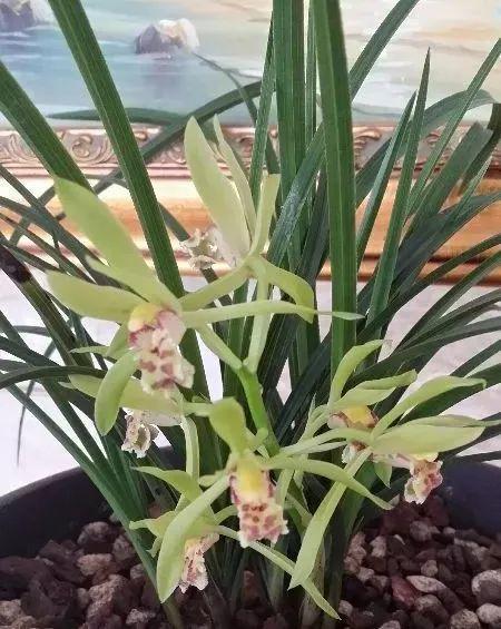 10大传统名花, 品质高洁, 芳香浓郁, 花语也都这么有韵味!