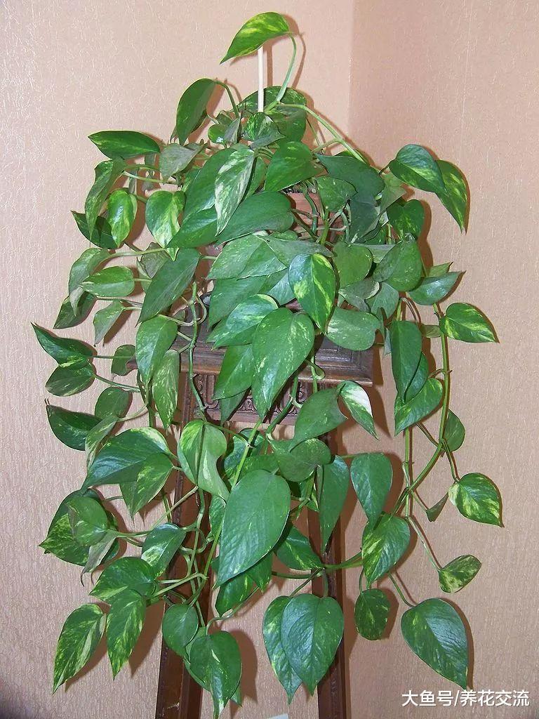 4种在室内遮阴处能生长旺盛的绿植, 净化甲醛就选它们就够了