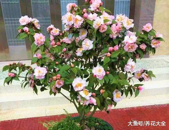 1个鸡蛋1把豆, 2周花能养成树, 邻居看了都羡慕!