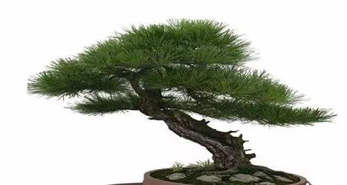 盆景翻盆换土这些注意点和讲究, 你都知道了吗?