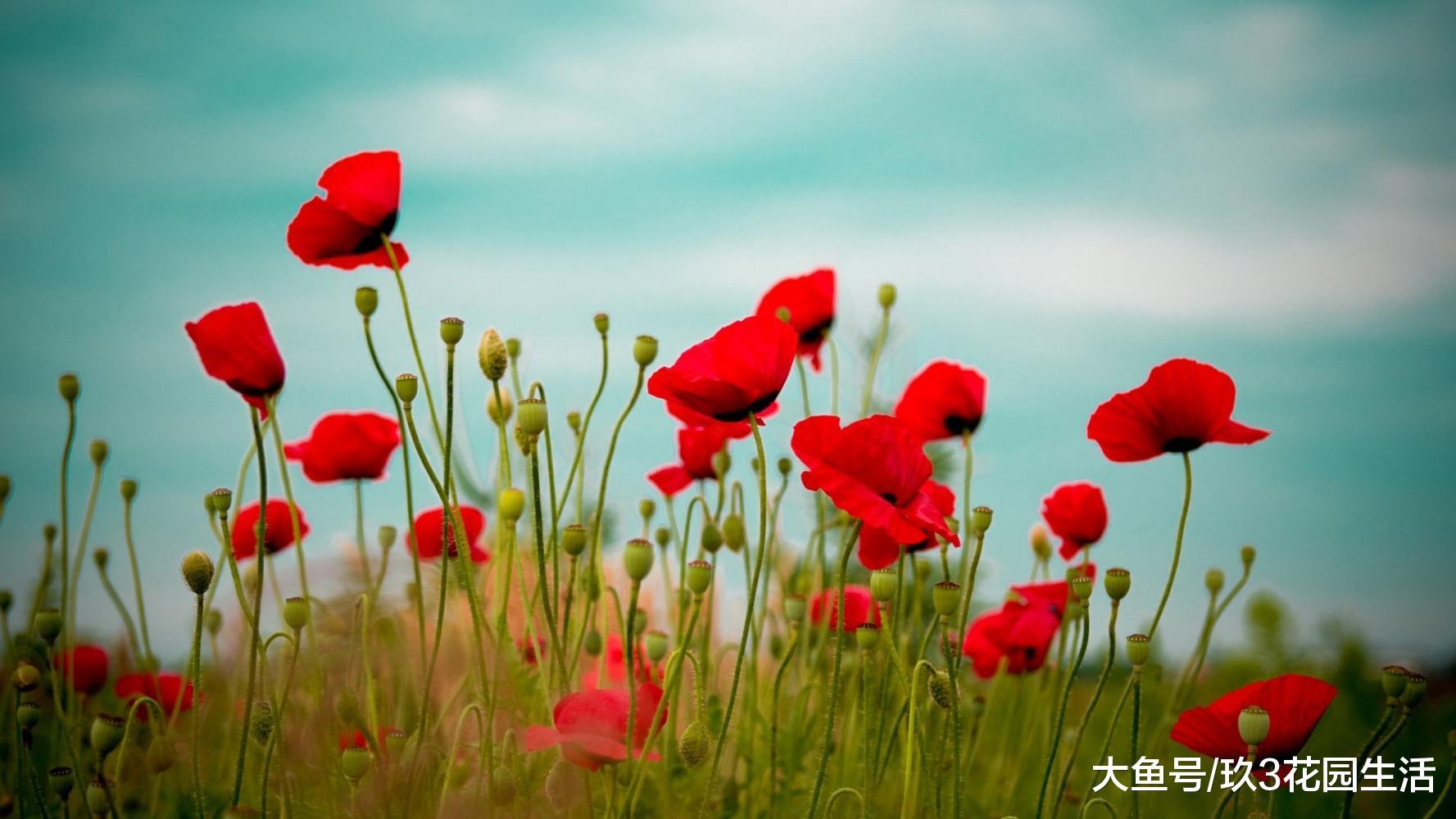 家居养花之满园春——虞美人